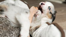 Load image into Gallery viewer, Dog toy - wooden bone dog toy small